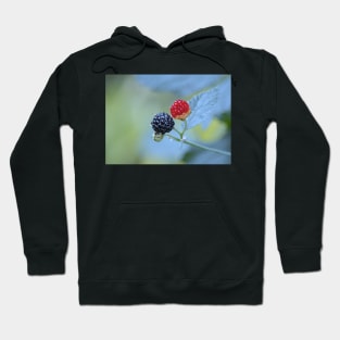 Wild Blackberries ~ ripened and ripening... Hoodie